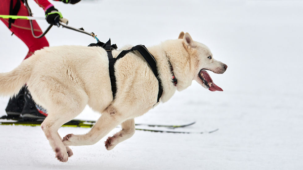 Skijoring with Dogs showing a Husky running in harness and pulling a skier across snow, demonstrating controlled power and endurance in winter dog sports.