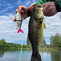 Bass caught on American Shad Glidebait