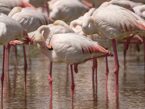 Quando vedere i fenicotteri nelle Valli di Comacchio: una guida stagionale