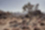 Joshua Tree Desert