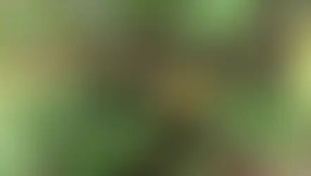 Tanaman jagung sebagai salah satu contoh tanaman pangan