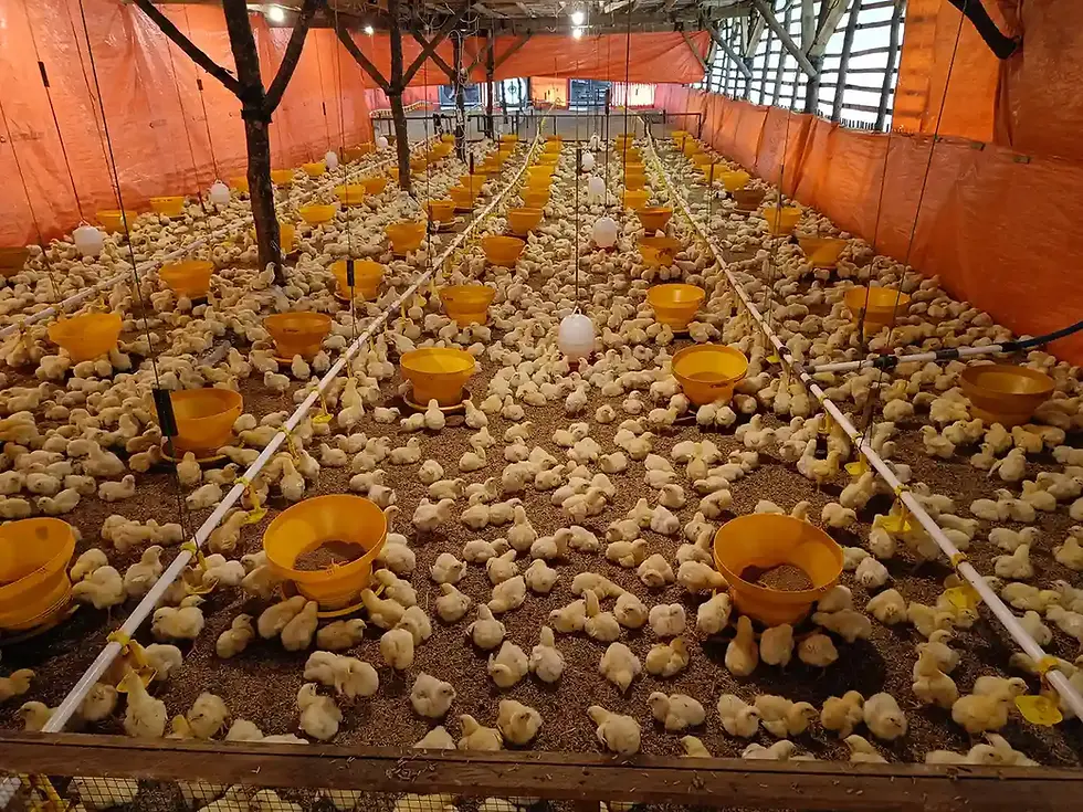 Ayam Tidak Mau Makan? Ini Penyebab dan Cara Mengatasinya Agar Nafsu Makan Kembali