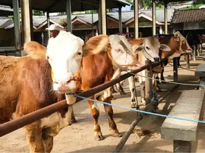 3 cara mencegah penularan wabah PMK pada sapi