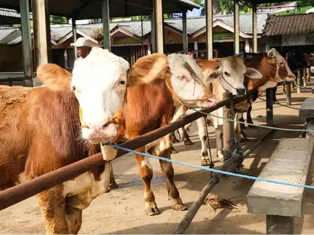 3 cara mencegah penularan wabah PMK pada sapi