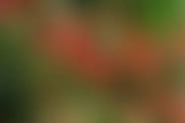 Resep Tanaman Cabai Supaya Tinggi, Besar, dan Berbuah Lebat