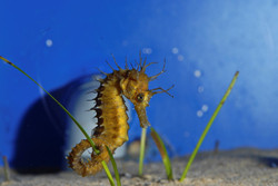 CretAquarium | Experience