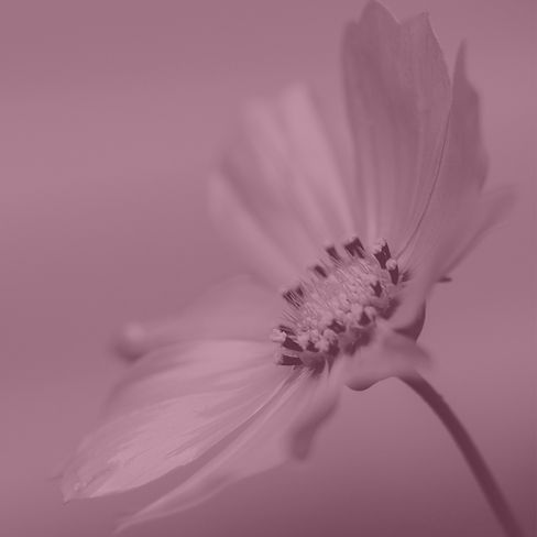 Grace Girl Assets Square - Home Page (2).jpg