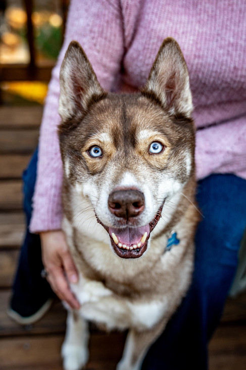 a close up photo of a grey and white husky looking directly into the camera