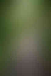 a couples holding hands and looking at each other walks down a tropical path, she wears a white dress and he wears a grey suit, no jacket