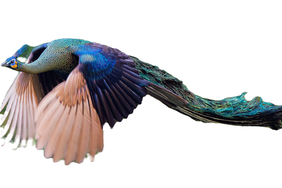 bird - flying peacock_edited.png