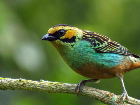 A golden eared tanager perched on a branch