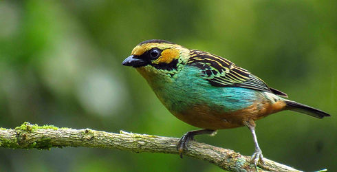 06_Golden-eared-tanager_8Sept22_ElEncanto-Colombia_MichaelCruz.jpeg