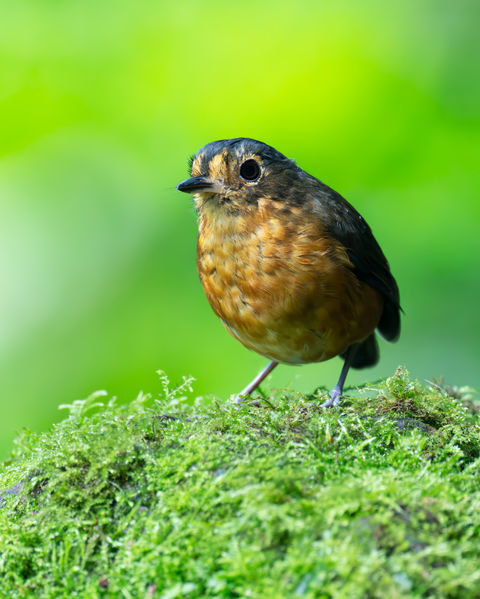 slate crowned Antpitta standing atop a mossy patch in the Colombian cloud forest floor.