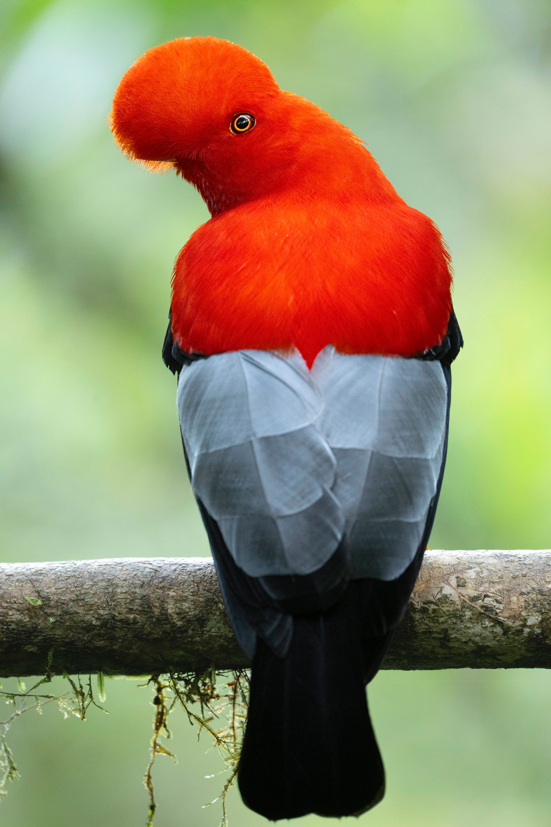 Close-up of a camera displaying a male Andean Cock-of-the-rock in frame, showing its vivid orange plumage and prominent crest, captured in the cloud forest, edited photo. 