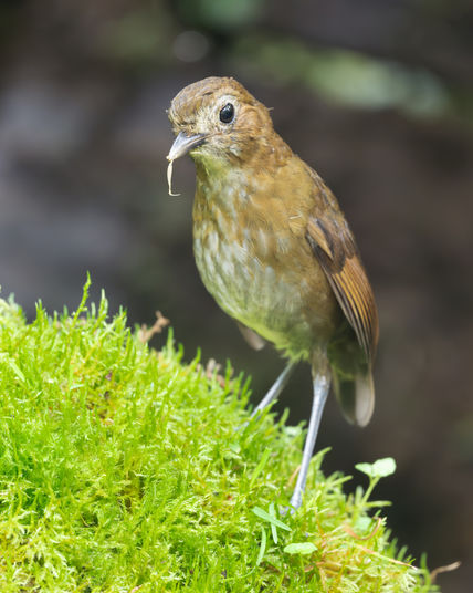 scaled ant pitta standing atop a green mossy patch on the forest floor with a worm hanging from it's mouth