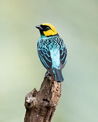 Z8K_9377-Enhanced-NR.JPG