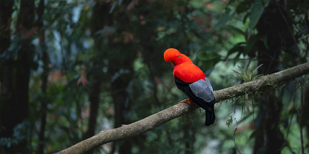 Andean cock-of-the-rock sitting atop a mossy log at his lekking site in a Colombian Cloud Forest.