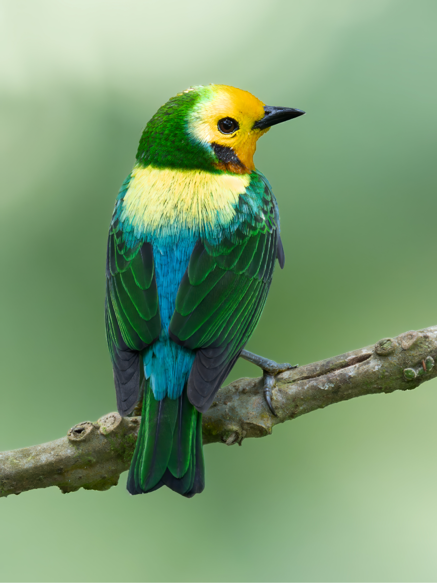 multicolored tanager- a Colorful bird with green, yellow, and blue feathers perched on a branch. Soft green blurred background. Bird looks alert and peaceful.