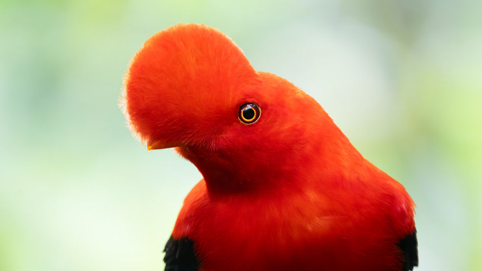 Close-up of a camera displaying a male Andean Cock-of-the-rock in frame, showing its vivid orange plumage and prominent crest, captured in the cloud forest.
