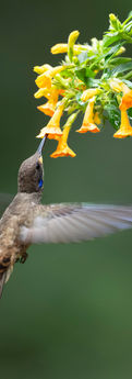 brown violet ear hummingbird sipping nectar mid-flight from orange flowers above in Colombia 