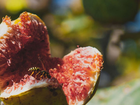 Figs and Wasps