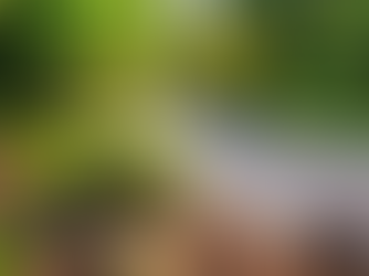 Sustainable Landscaping Practices for Southern Indiana Homes