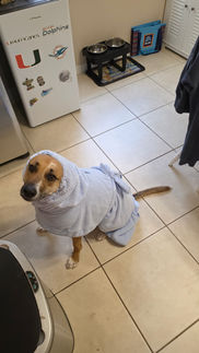 Dog wrapped in a light blue towel sitting on a tiled floor