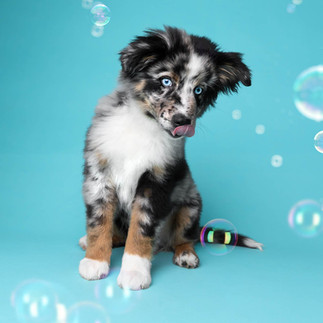 photographe chien studio Bienne