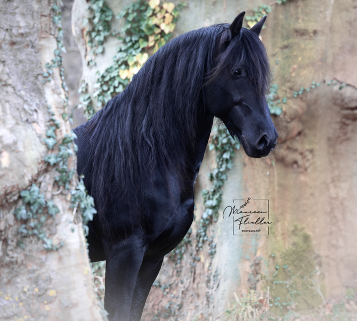 photographe cheval Suisse portrait artistique