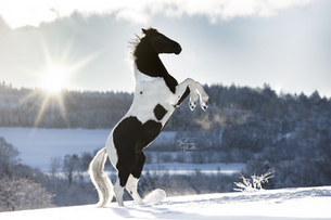 Conseils pour préparer ta séance photo hivernale avec ton cheval