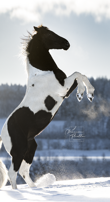 séance photo cheval haut de gamme