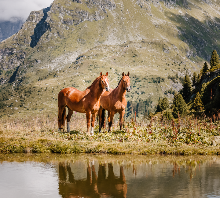 photographe cheval Suisse portrait artistique