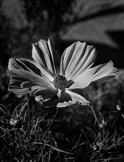 Blomma kopiera.jpg