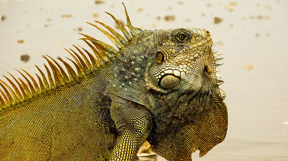iguana ayampe