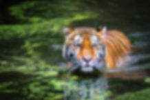 tiger in water.jpg