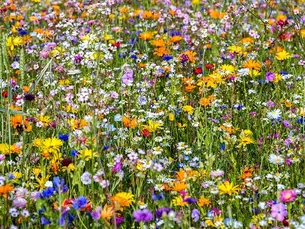 Wildflower Seeding Project