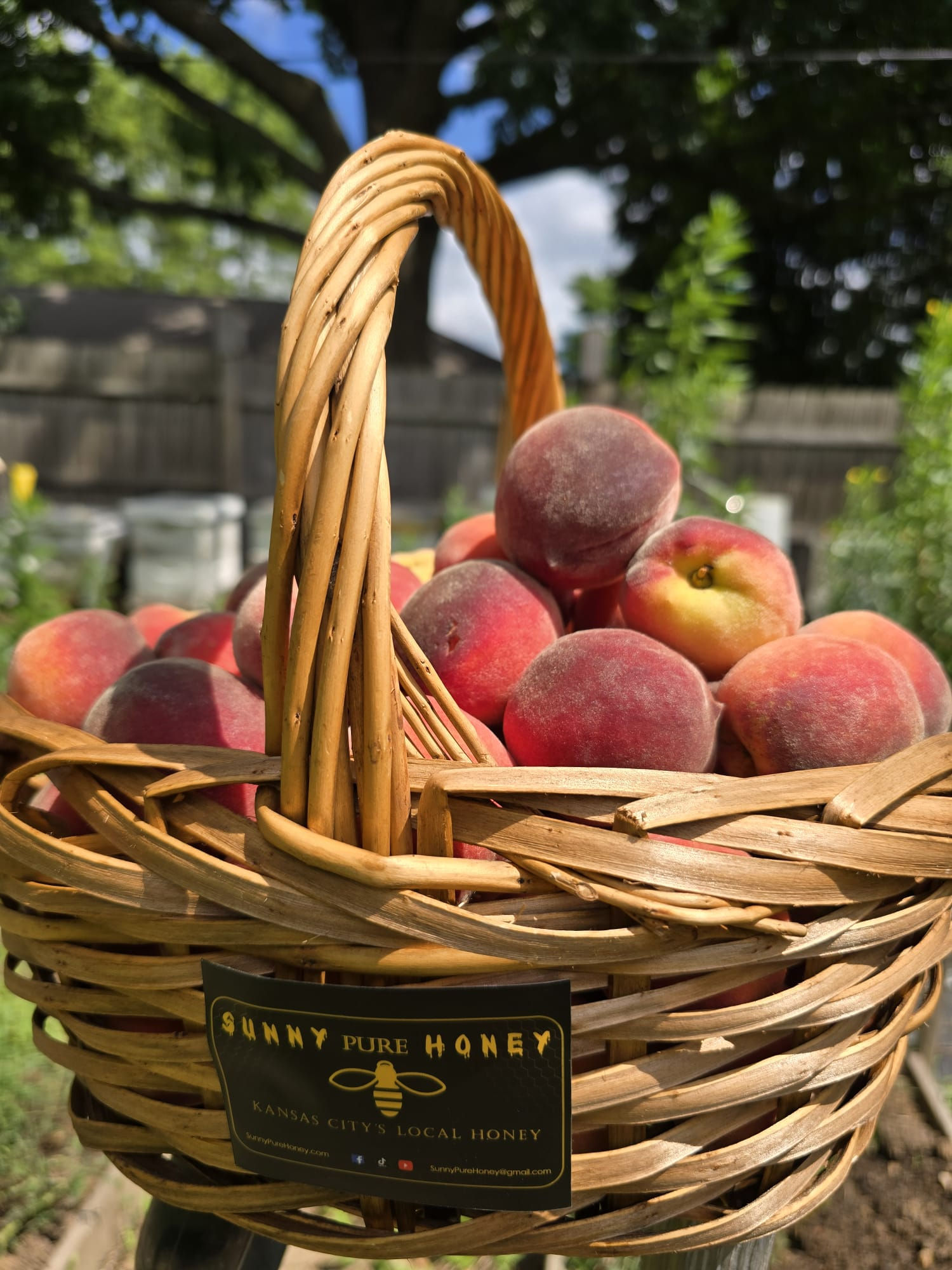Organic peaches fresh from the tree