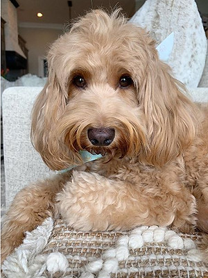 Meet Molly - our beautiful, blonde Australian Miniature Labradoodle.jpe