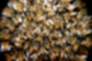 bees-swarm-insects-macro-60019.jpeg