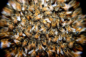 bees-swarm-insects-macro-60019.jpeg
