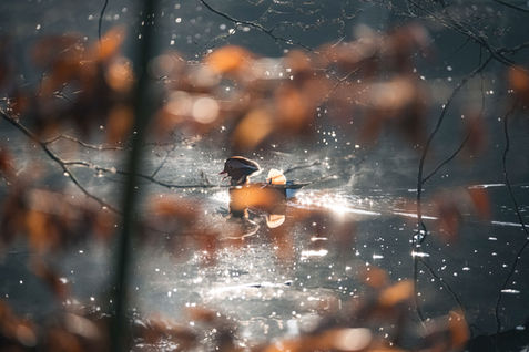 rare mandarin duck as seen through autumnal leaves on sparkling lake.
