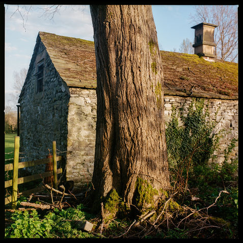 A tall tree stretches out of frame in the center of the photo while a small stone barn sits just behind it