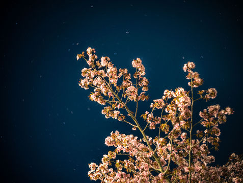 Cherry blossoms at night with swirly boke. Alexander 