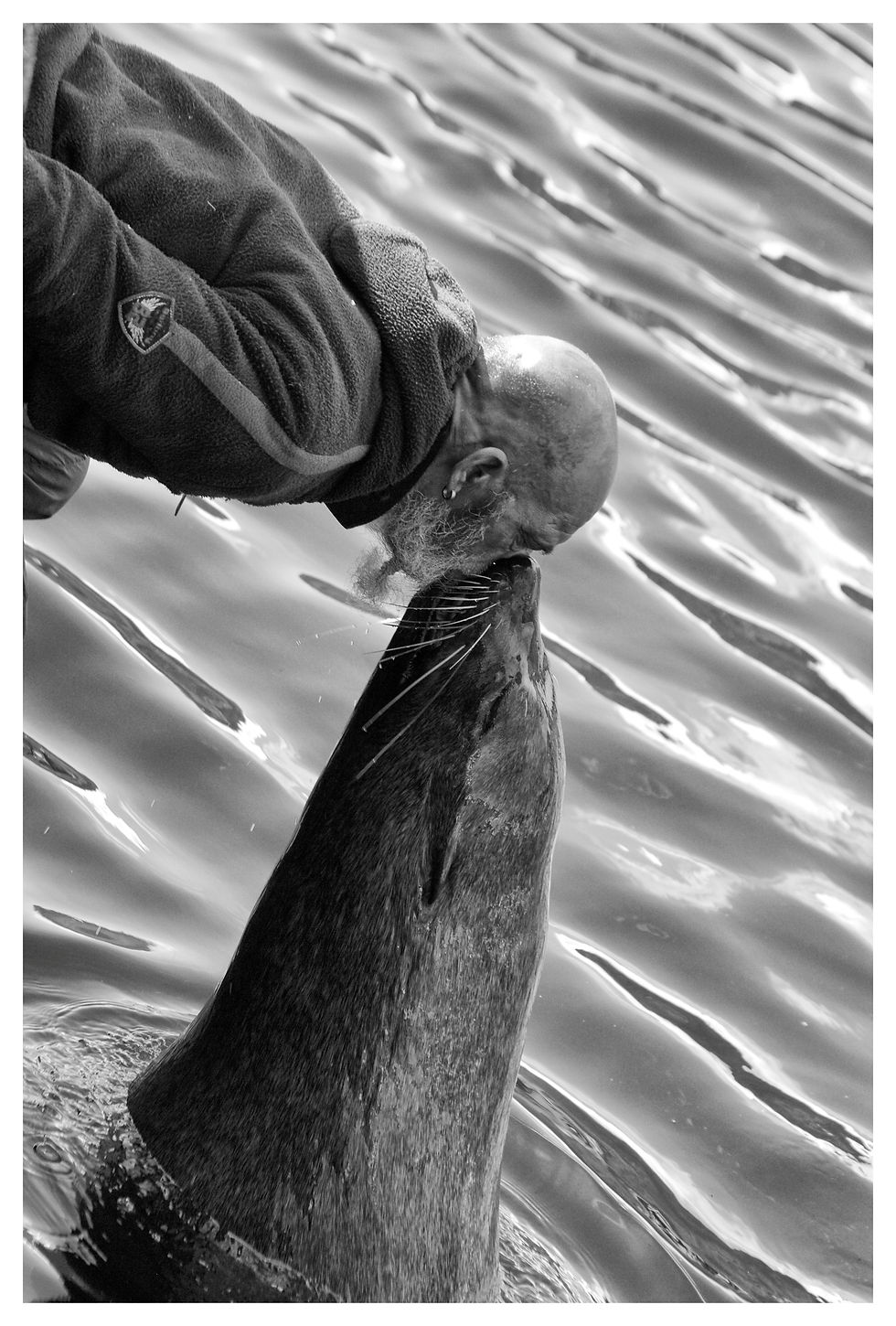 Whiskers / Snorbaarde