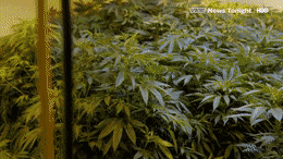 IMG_2440.GIF
