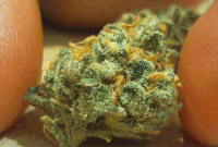 IMG_2462.GIF