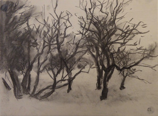Blackthorns in winter, Bourn Brook, Toft