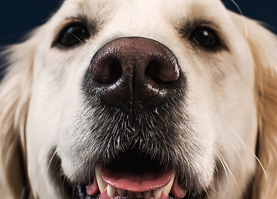 a-smiling-big-teddy-bear-like-dog.jpg