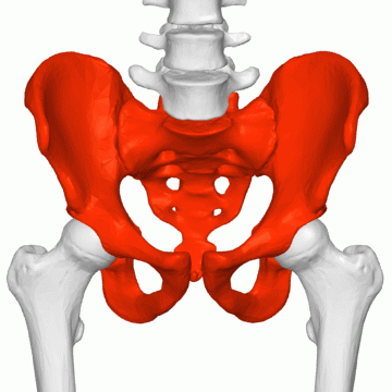 Pelvis_(male)_animation02.gif