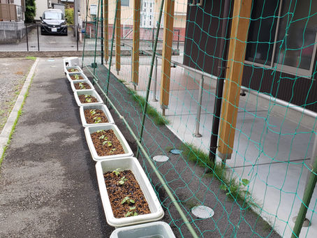 グリーンカーテン(就労支援事業所ミライカ韮山)